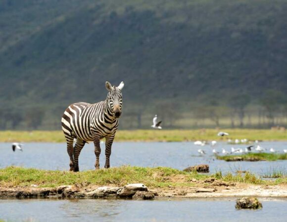 L. Manyara to Tarangire