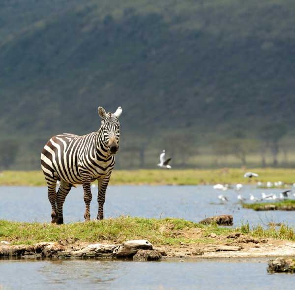 L. Manyara to Tarangire