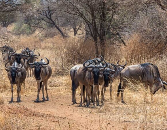 Tsavo East National Park