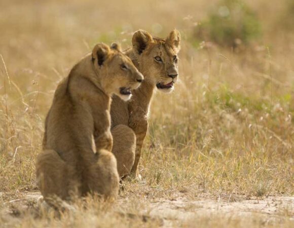 Tsavo West & Amboseli